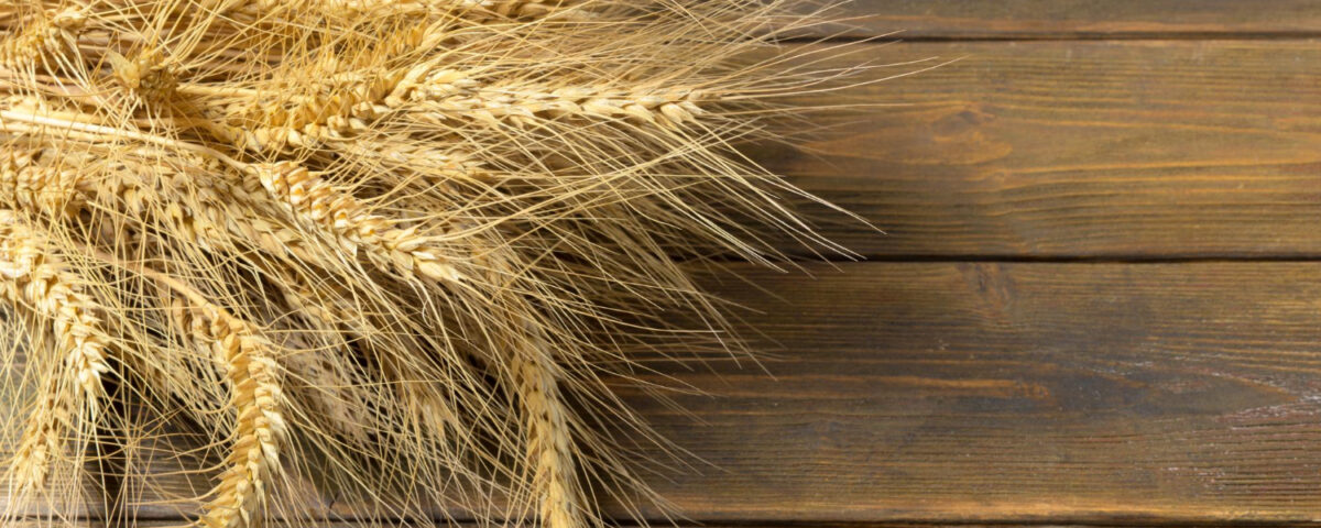 Oprysk na pszenżyto ozime wiosną