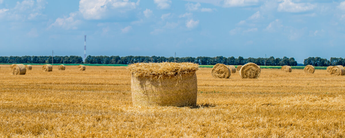 Pszenżyto meloman opinie