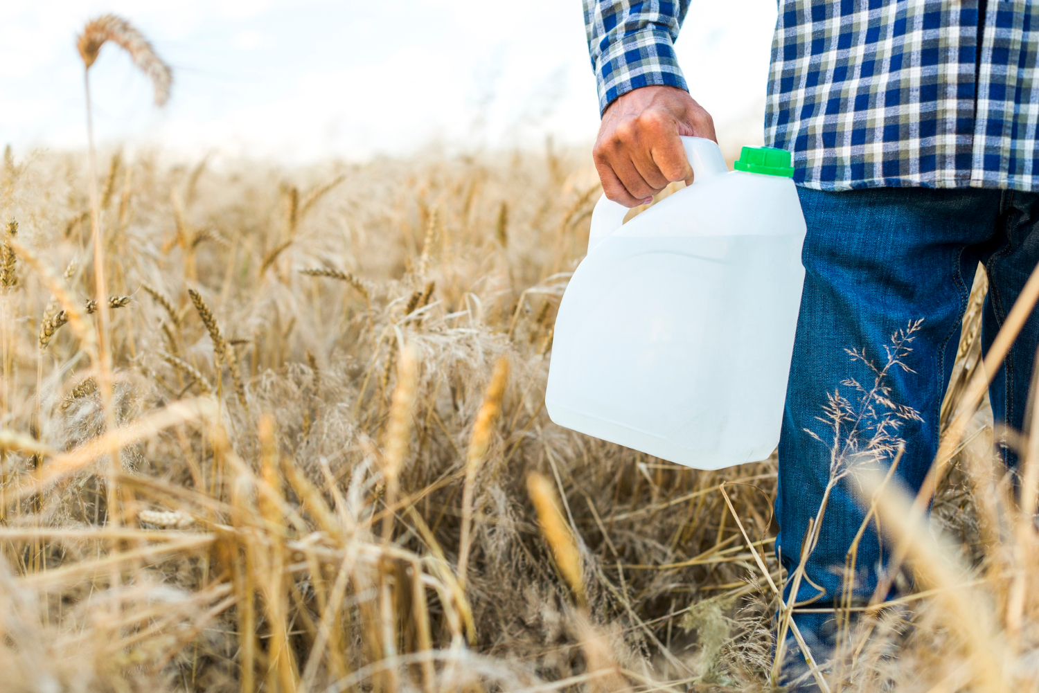 Oprysk na grzyba pszenżyto ozime