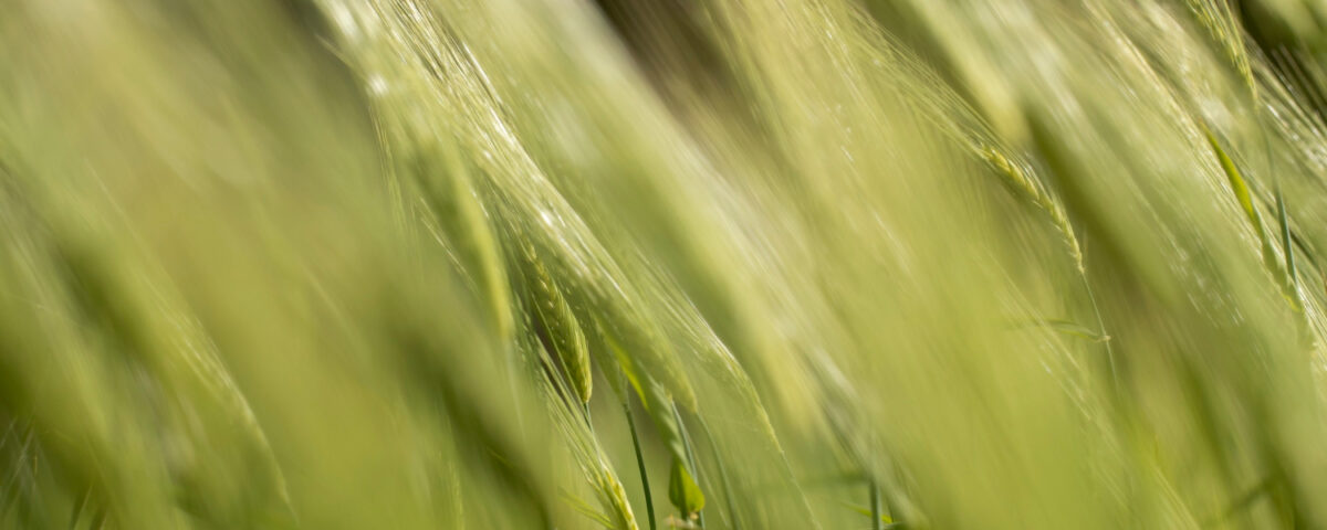 Kiedy pryskać pszenżyto ozime od grzyba