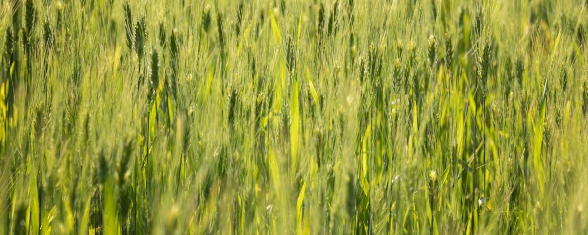 pszenżyto ozime odmiany