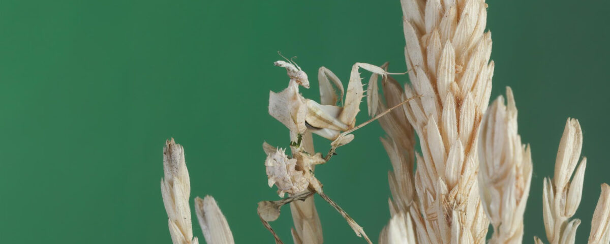 Pszenżyto hybrydowe