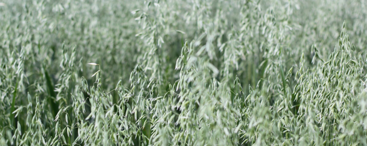 Pszenżyto tadeus ile na hektar