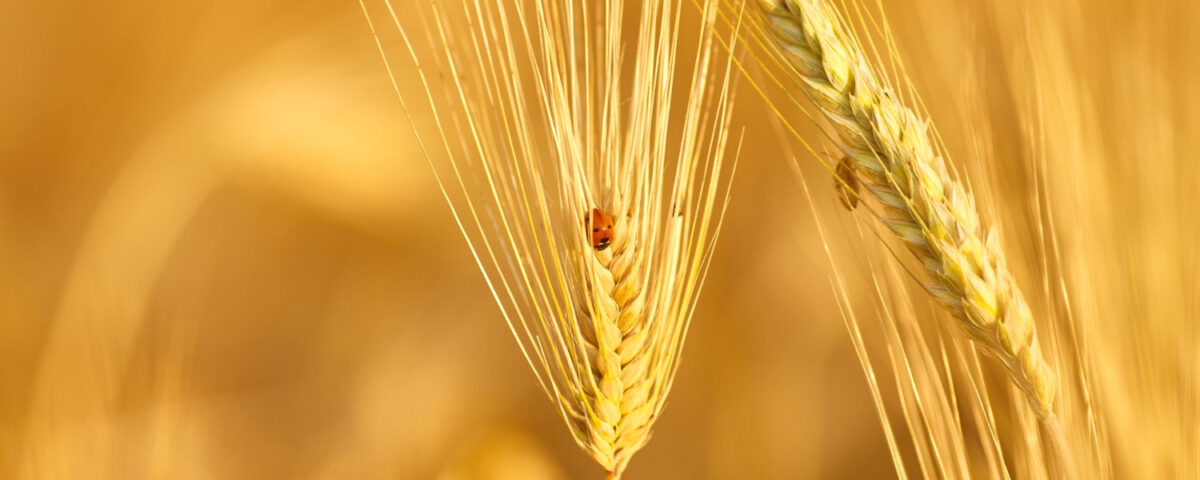 Pszenżyto tributo opinię