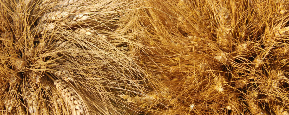 Pszenżyto tadeus norma wysiewu