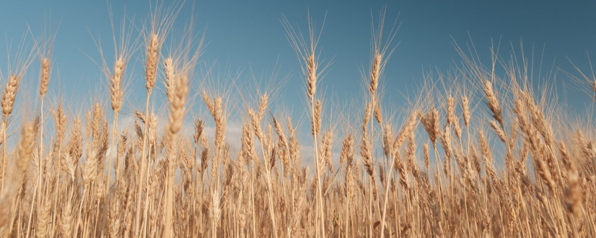 Pszenżyto kłos