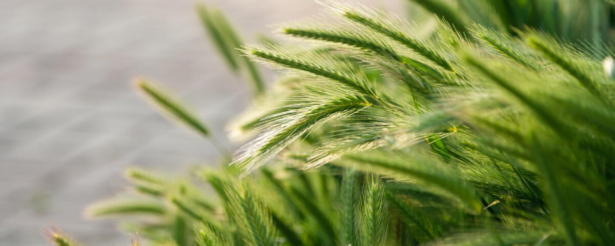 Pszenżyto jare termin siewu