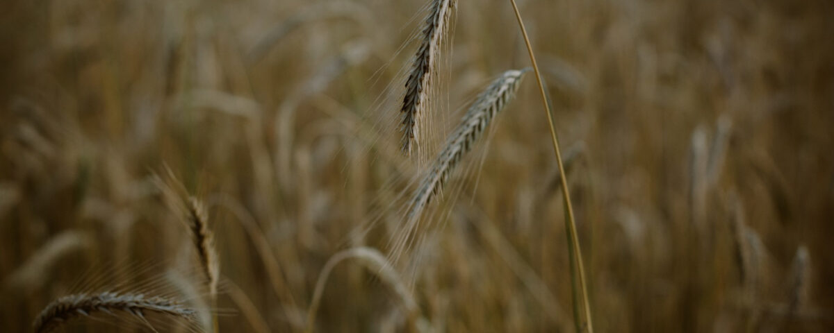 Pszenżyto tadeus na jakie gleby