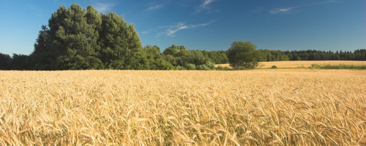 kiedy siać pszenżyto jare