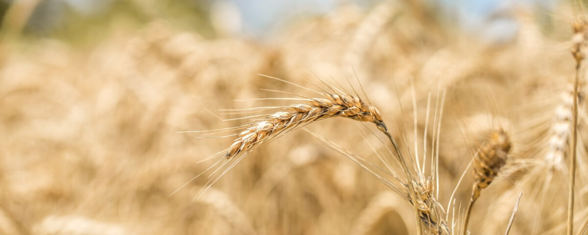 czy można siać pszenżyto po pszenżycie