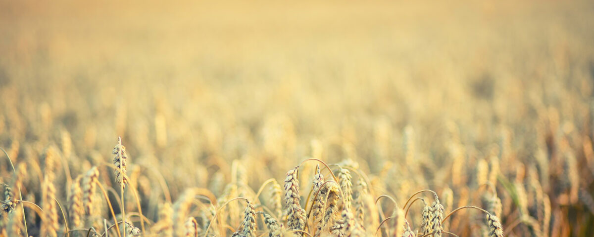 pszenżyto tributo forum