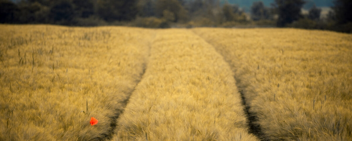 jak wygląda pszenżyto