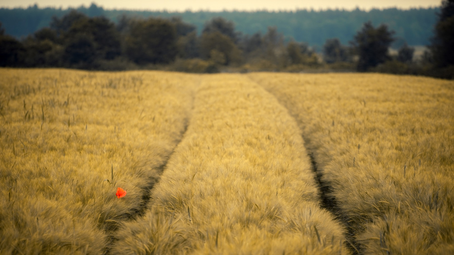 jak wygląda pszenżyto