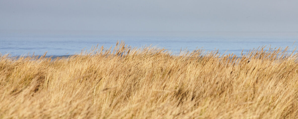 Pszenżyto na 6 klasie