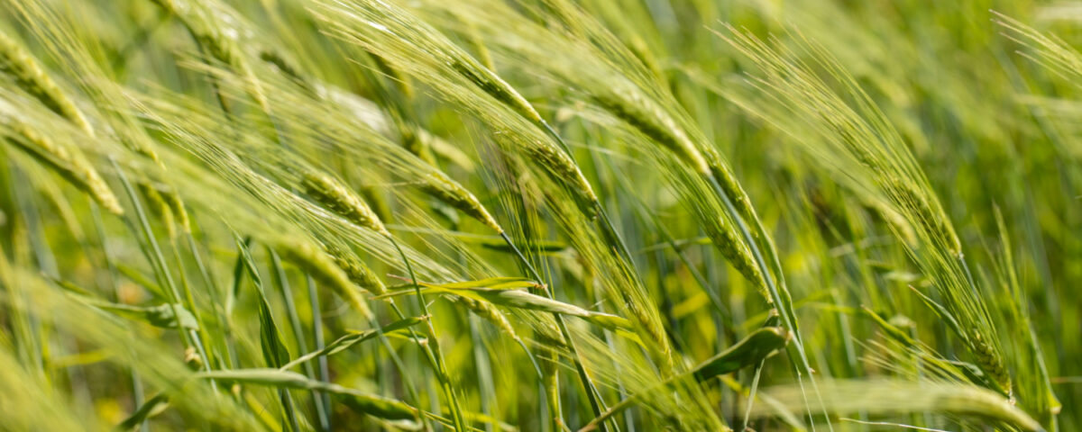 Pszenżyto jare Mamut