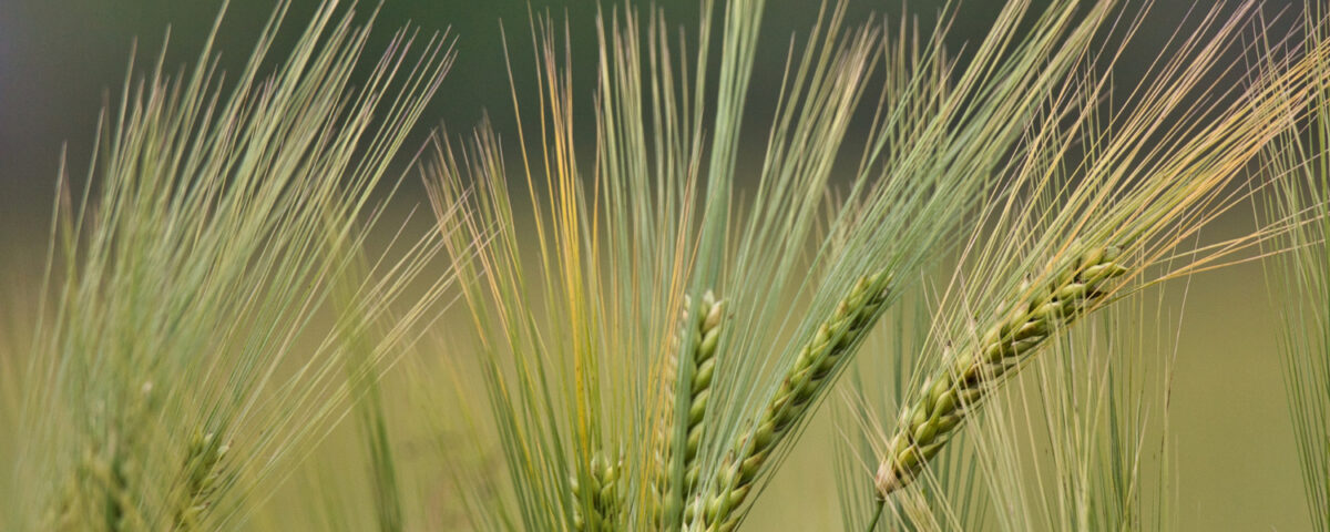 pszenżyto cena za tonę